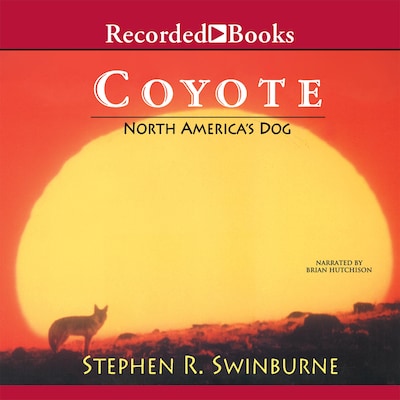 Coyote