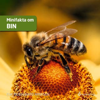 Minifakta om bin