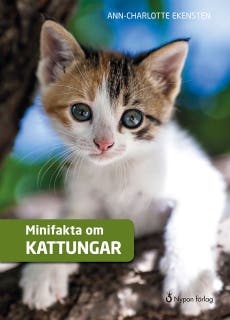 Minifakta om kattungar