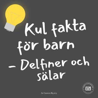 Kul fakta för barn: Delfiner och sälar