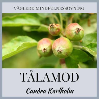 Tålamod: En vägledd mindfulnessmeditation