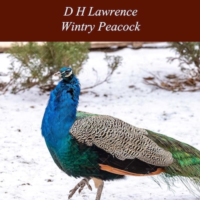 Wintry Peacock