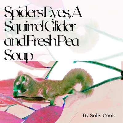 Spiders Eyes, A Squirrel Glider  and Fresh Pea Soup