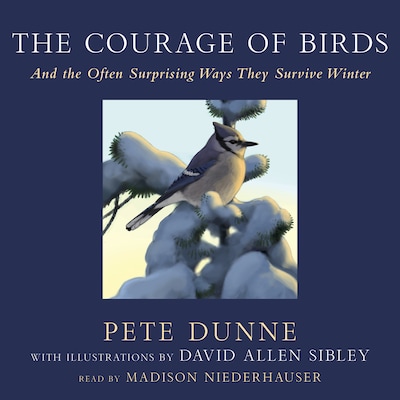 The Courage of Birds – omslag til lydbogen af Pete Dunne