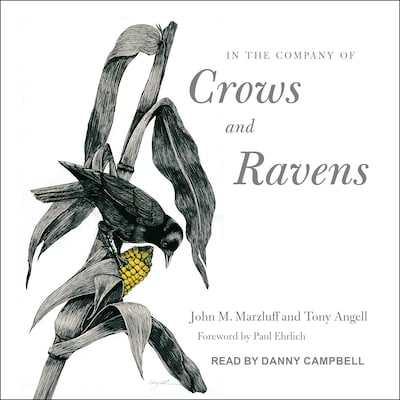 In the Company of Crows and Ravens – omslag til lydbogen af John M. Marzluff, Tony Angell