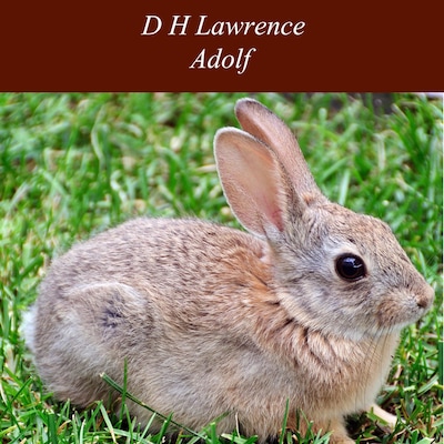 Adolf – omslag til lydbogen af D H Lawrence