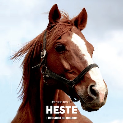 Heste – omslag til lydbogen af Cecilie Bogh