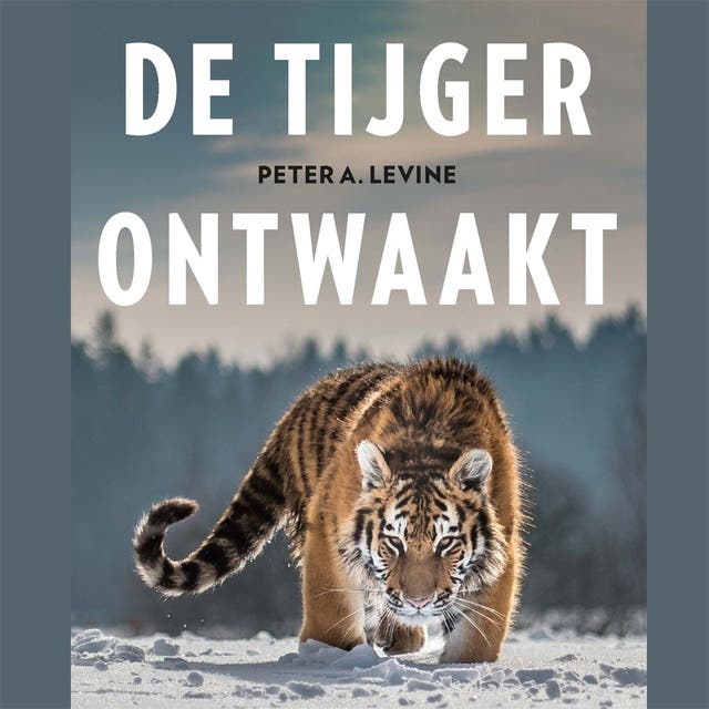 De tijger ontwaakt: Traumabehandeling met lichaamsgerichte therapie