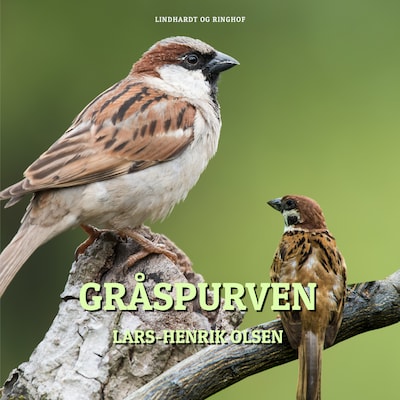 Gråspurven – omslag til lydbogen af Lars-Henrik Olsen