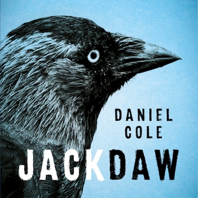 Jackdaw