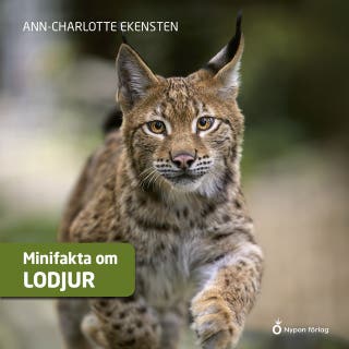 Minifakta om lodjur