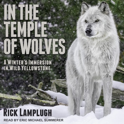 In the Temple of Wolves – omslag til lydbogen af Rick Lamplugh