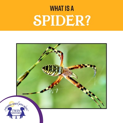 What Is A Spider?