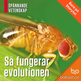 Så fungerar evolutionen