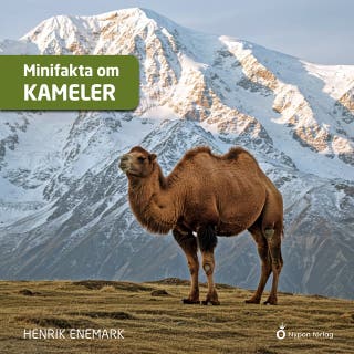 Minifakta om kameler